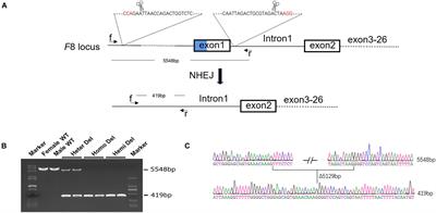 CRISPR/Cas9-Mediated in vivo Genetic Correction in a Mouse Model of Hemophilia A